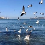 Avatar of Abdul Rahman